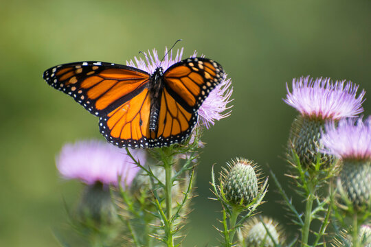 Butterfly 2020-71 / Monarch butterfly (Danaus plexippus)