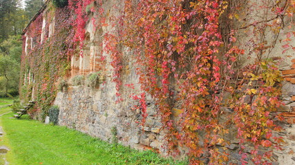 Colorful leaves of Virginia creeper, Victoria creeper, five-leaved ivy, or five-finger (Parthenocissus quinquefolia) on the old building in autumn - obrazy, fototapety, plakaty