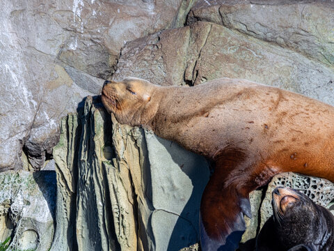 A huge Steller Sea Lion having an afternoon snooze in the sun.