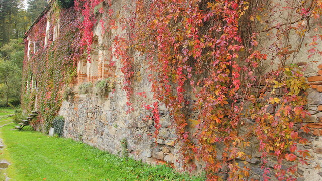 Colorful leaves of Virginia creeper, Victoria creeper, five-leaved ivy, or five-finger (Parthenocissus quinquefolia) on the old building in autumn