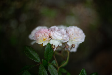 Obraz premium tea rose