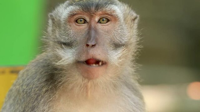 Close-up of a Balinese Long-tailed Macaque (Macaca fascicularis) Monkey feeding