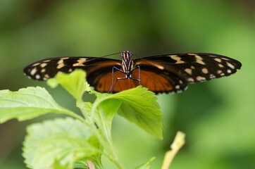 butterfly on leaf