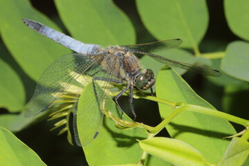 The black-tailed skimmer (Orthetrum cancellatum) on the leaf of acacia