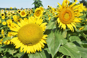 Field of Sunflowers