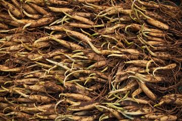 Fresh wild garlic bulbs (Allium ursinum) Ramsons bulbs close-up