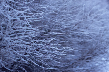 soft and fluffy frost covered branches - winter close up, seasonal cold textured background and snowy pattern