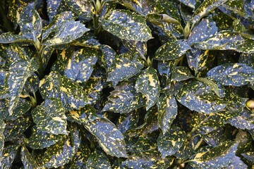 Spotted Japanese laurel leaves and fruits. Aucubaceae evergreen shrub.