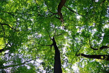 Beautiful foliage and trees stretch up to the sky and clouds. Dense forest, spring landscape
