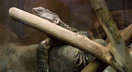 lizard on a branch