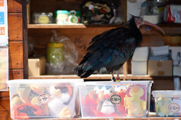 Threskiornithinae t0206_0563 Ibis