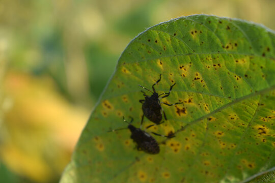 Palomena prasina ft0209_0505 Green shield bug Odorek zieleniak Cimici verdi Punaise verte