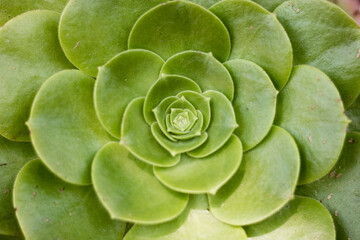 Textura de una suculenta en el vivero