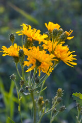 Morning field background with wild flowers. Wild flowers in a meadow nature.