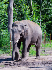 Asian elephant is walking in a forest enclosure