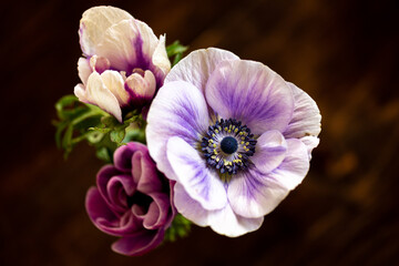 purple and white flowers - 410749000