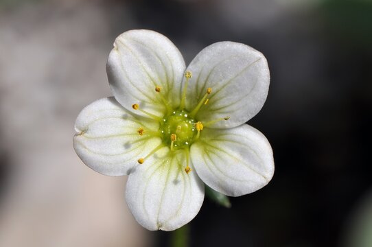 Biały kwiat skalnicy Arendsa (Saxifraga arendsii)