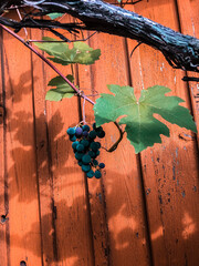 grapes on the vine on a wood background