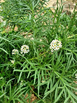 Lobularia maritima&nbsp;(syn.&nbsp;Alyssum maritimum).  Its common name is&nbsp;sweet alyssum&nbsp;or&nbsp;sweet alison. Field of little wild white flowers.