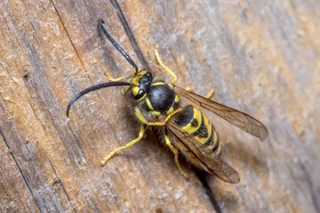 Vespula germanica wasp posed on a piece of wood. High quality photo