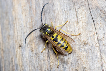 Vespula germanica wasp posed on a piece of wood. High quality photo