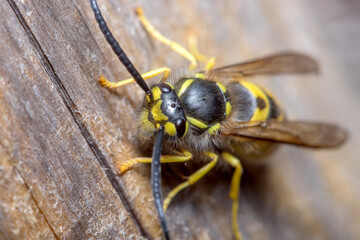 Vespula germanica wasp posed on a piece of wood. High quality photo
