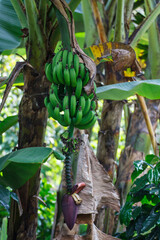 Musa acuminata Colla Edible banana