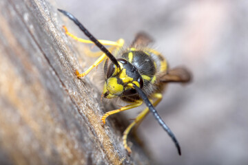 Vespula germanica wasp posed on a piece of wood. High quality photo