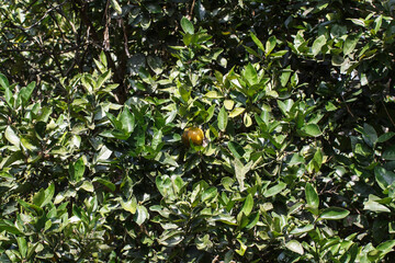 Citrus reticulata Blanco  mandarin orange