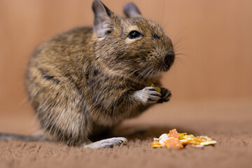 【動物】おやつを食べるデグー【ペット】