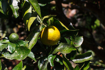 Obraz premium Citrus reticulata Blanco mandarin orange