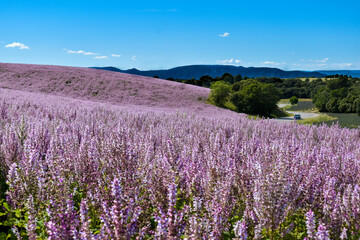 the sage fields of provence