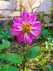 The beautiful breath taking Pink coloured Dahlia Flower - a winter beauty 