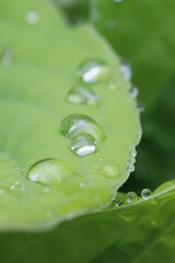 water drops on leaf