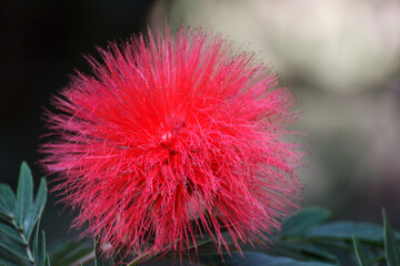 Surinamese stickpea red flower