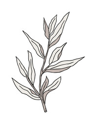 Plant drawing, modern design. Abstract Plant Art design for print, cover, wallpaper. Vector illustration