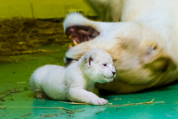 White lion cub in a zoo house