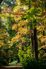 autumn in the forest