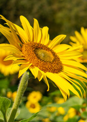 sunflower in the field