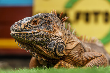 Common Iguanas sitting on grass