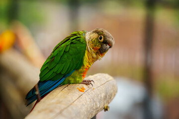 Closeup of Green-Cheeked Parakeet or green-cheeked conure (Pyrrhura molinae) bird at the zoo. Bokeh...
