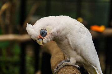 Closeup of Little Corella bird at zoo.