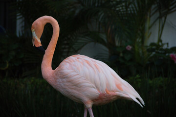 Flamingo paseando por los jardines de un hotel
