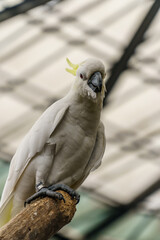 Closeup of yellow-crested cockatoo bird inside the zoo in Lembang, Bandung, West Java, Indonesia.