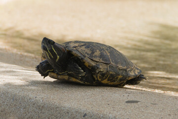 Tortuga tomando el sol en la orilla del río