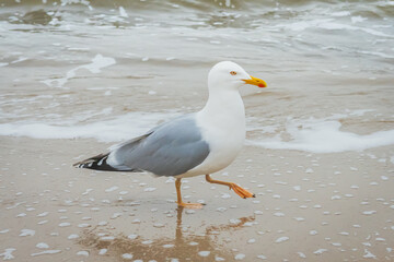 Fototapeta na wymiar Seagull walking gracefully in the water at the beach