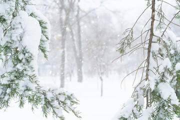 winter city park, trees and branches closeup in the snow, blizzard and snowfall