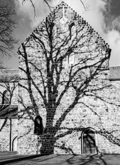 Shadow silhouette of a tree on an old building stone wall