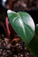 A leaf of exotic tropical in flowerpot . Lush foliage, greenery in paradise garden. Abstract...
