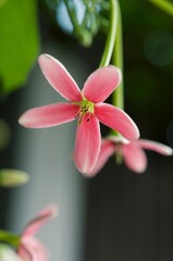 Combretum indicum(L.)DeFillipps or Quisqualis indica L.family COMBRETACEAE . Sweet flowers a bouquet , close up photo. Flower with fragrance all day . Quisqualis indica also known as the Chinese honey
